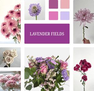 Lavender Fields