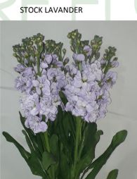 Lavender