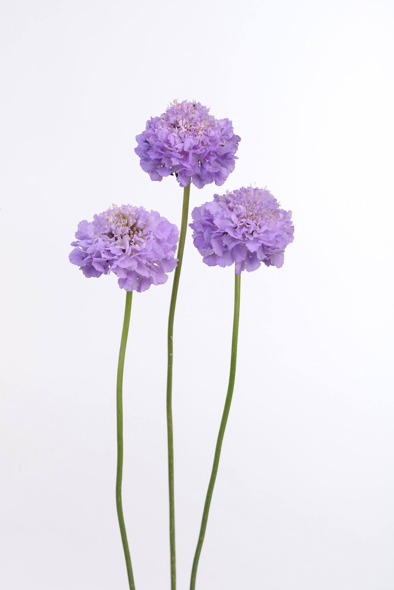 Lavender_Scoop