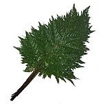 Leather_leaf