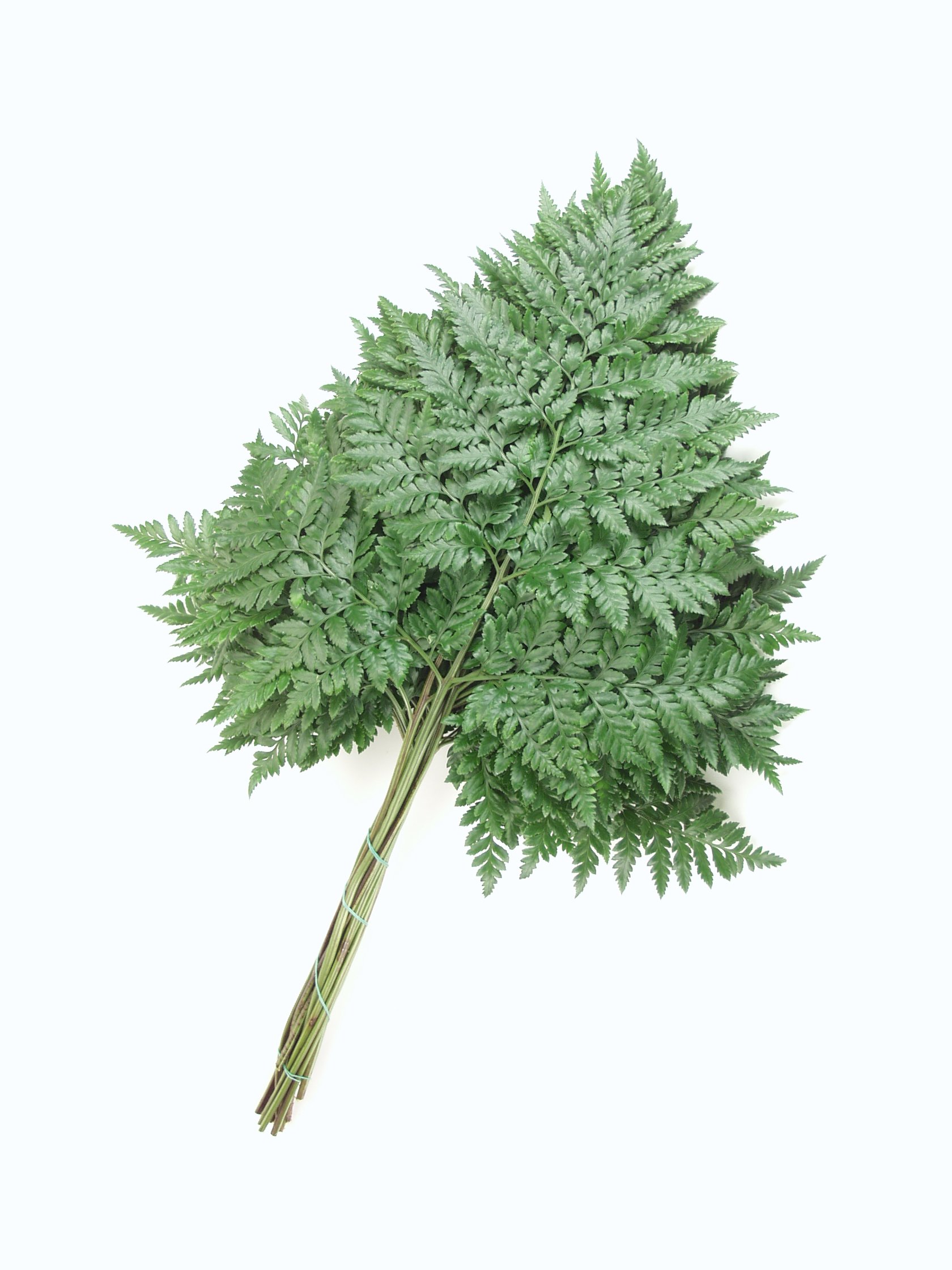 Leatherleaf  bunch 1