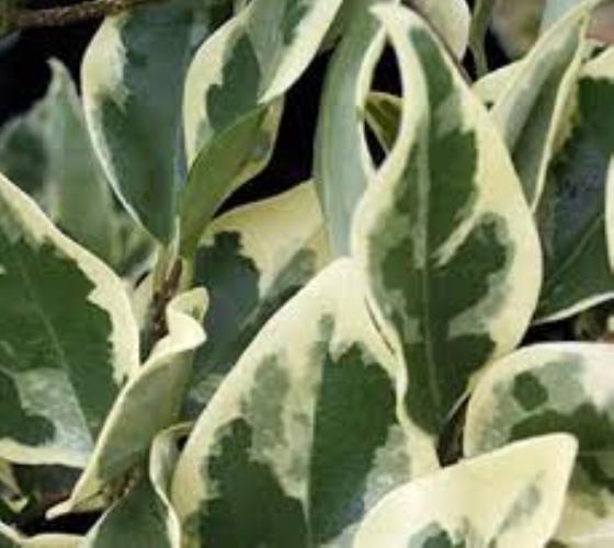Ligustrum_Jack_Frost