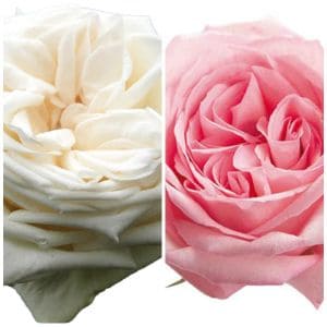 Mixed box Garden Roses Ohara Mix (25 White_ 25 Pink ) (mixed)_