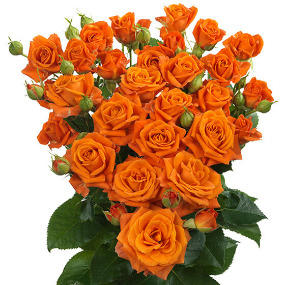 Orange_fire_spray_rose