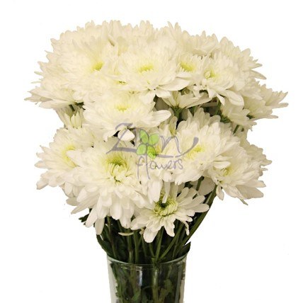POM-CUSHION-WHITE