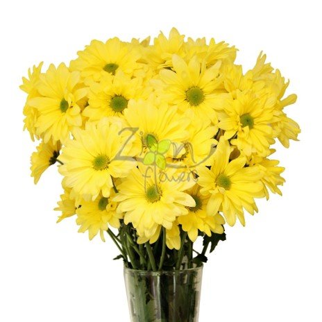 POM-DAISY-YELLOW