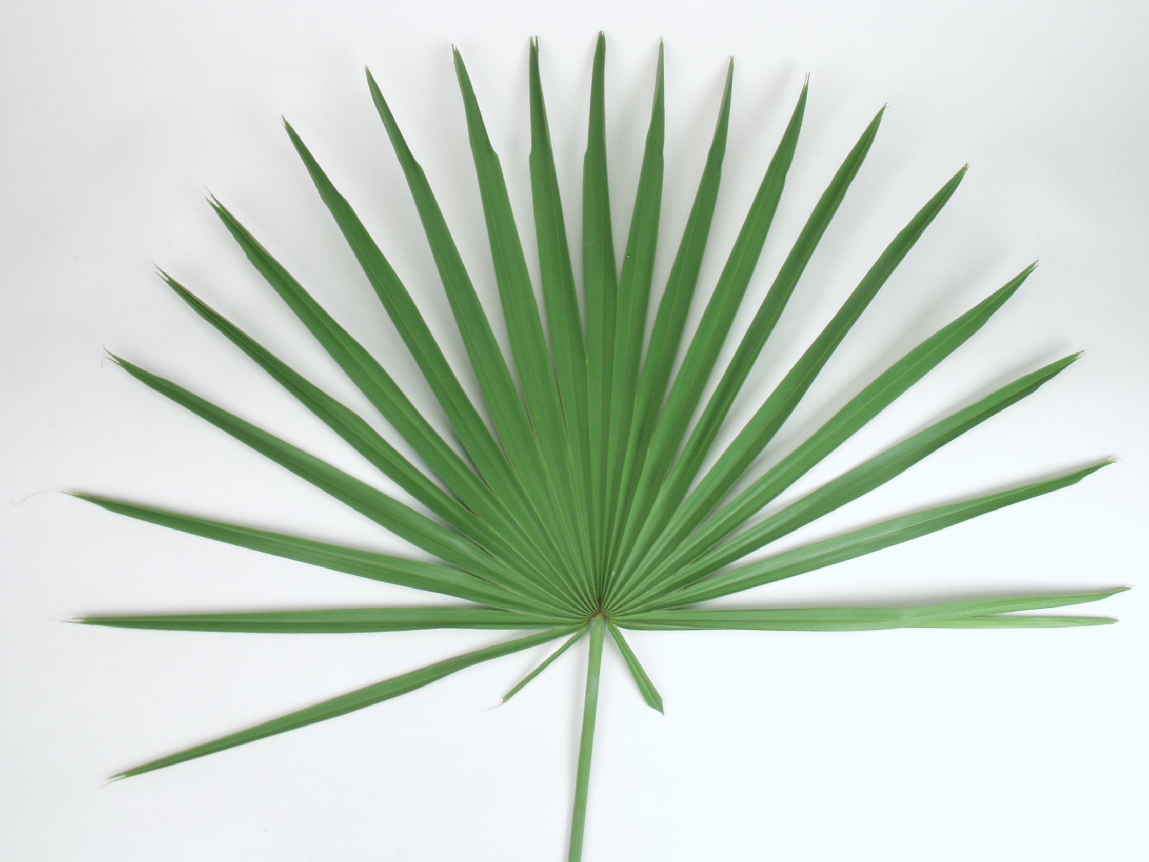 Palm Fan