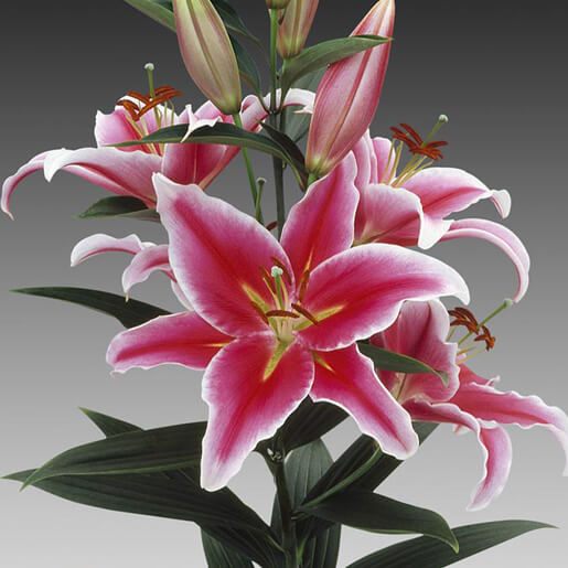 Paradero_Lillie