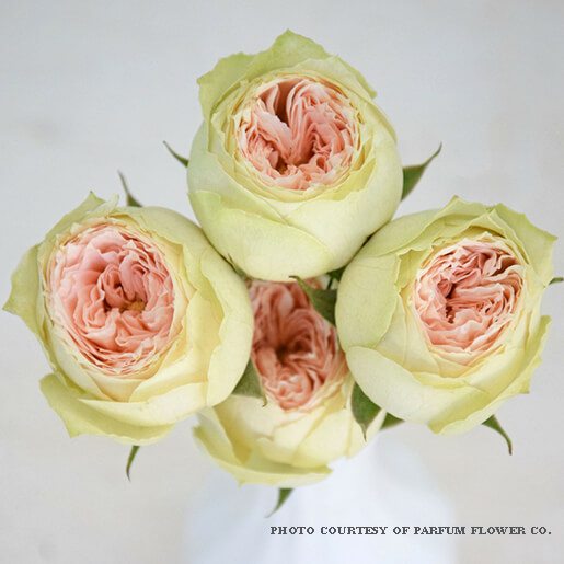 Pavlova_garden_rose