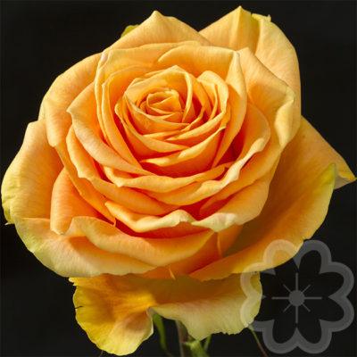 Peach-X-pression_garden_rose