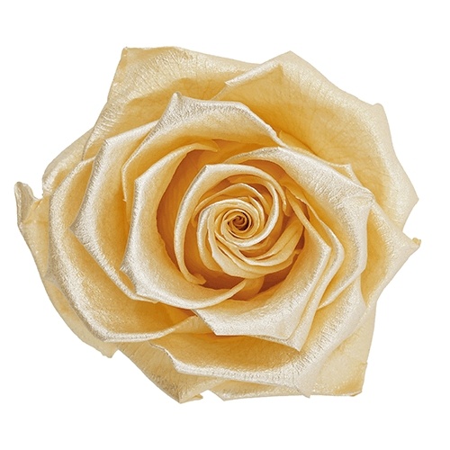 Pearl_Touch_Gold