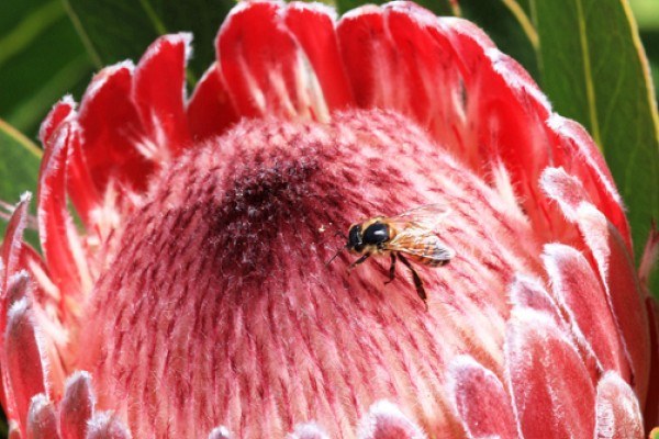 Pink_Ice_Protea