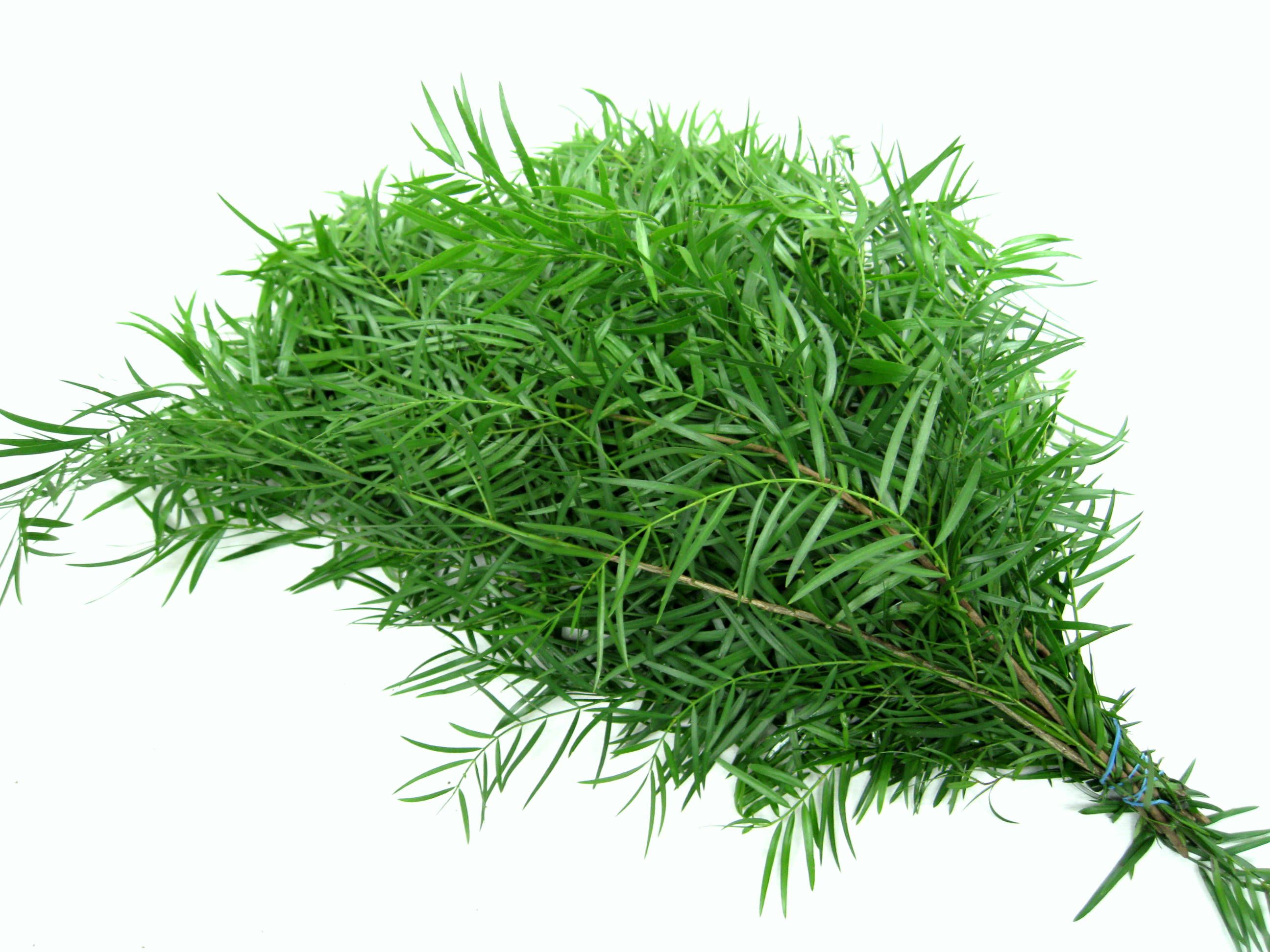 Podocarpus weeping-1