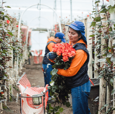 Agrogana: A Blossoming Legacy Rooted in Family, Sustainability, and Community