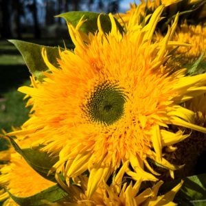 Sunflower_Tavor
