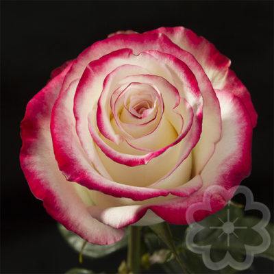 Sweetness_rose