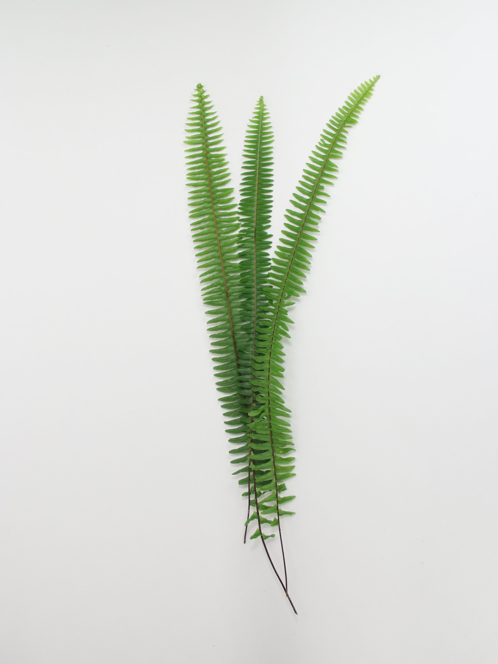 Sword Fern 1