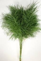 Tree_fern