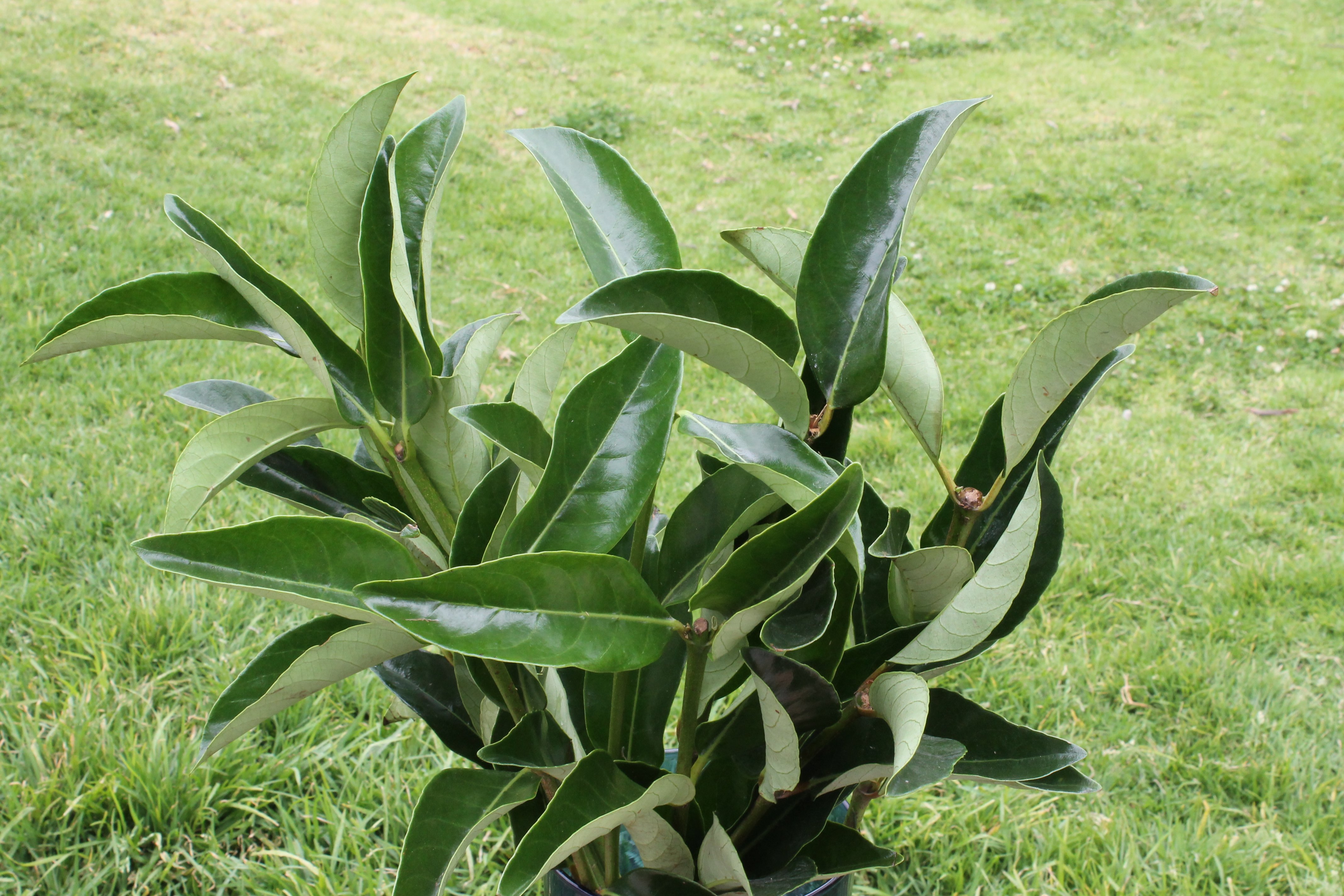 VIBORNUM