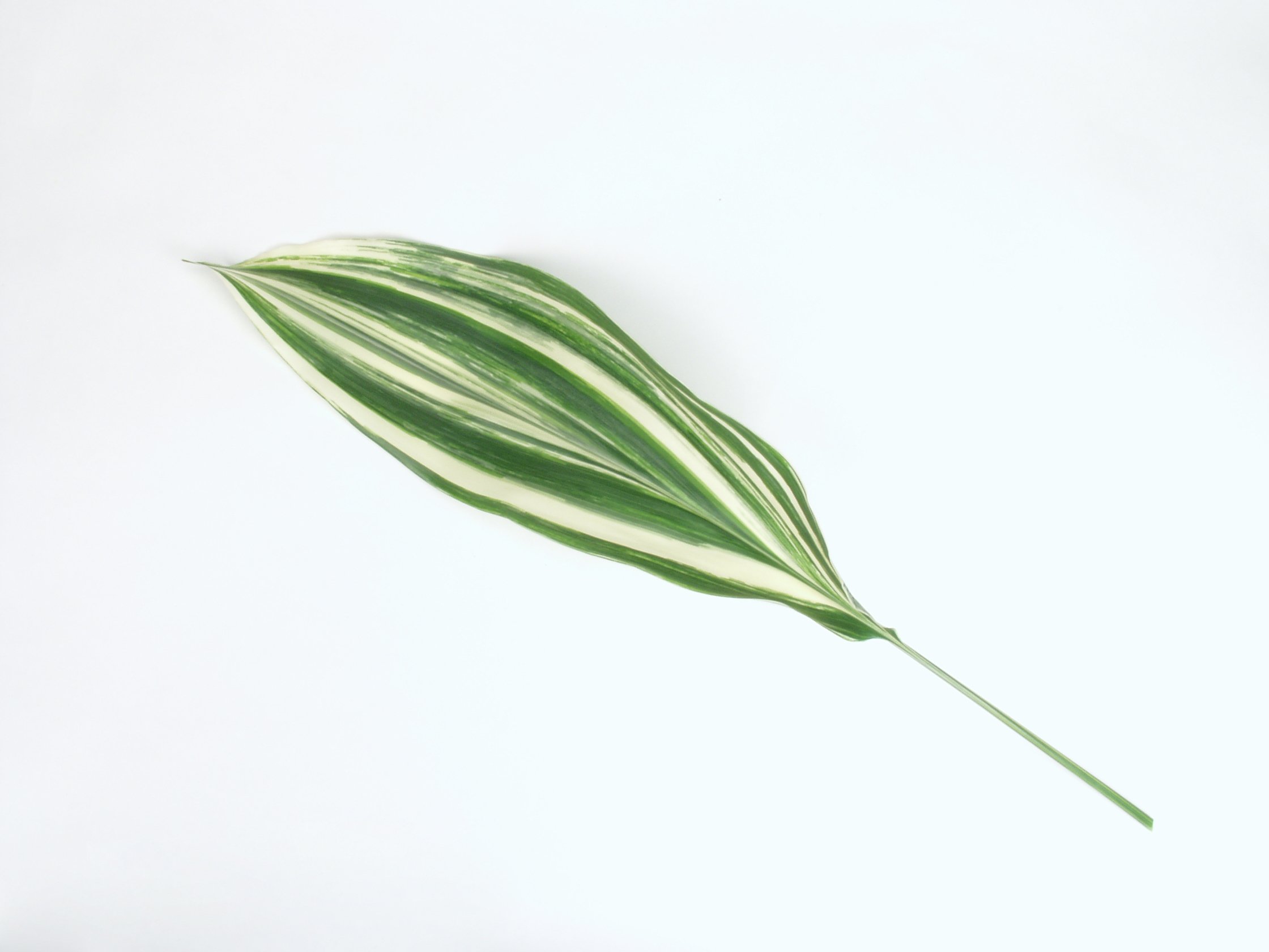 Var. Asp