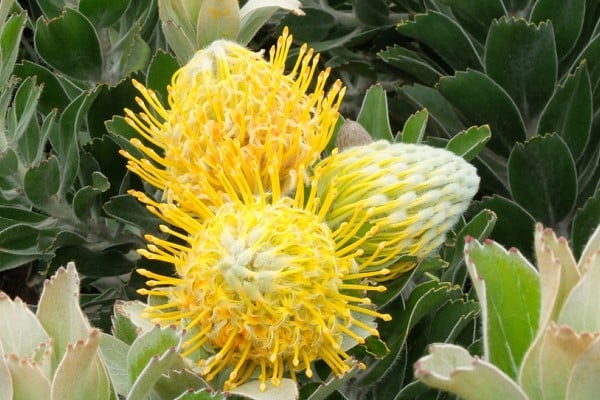 Yotty_Protea
