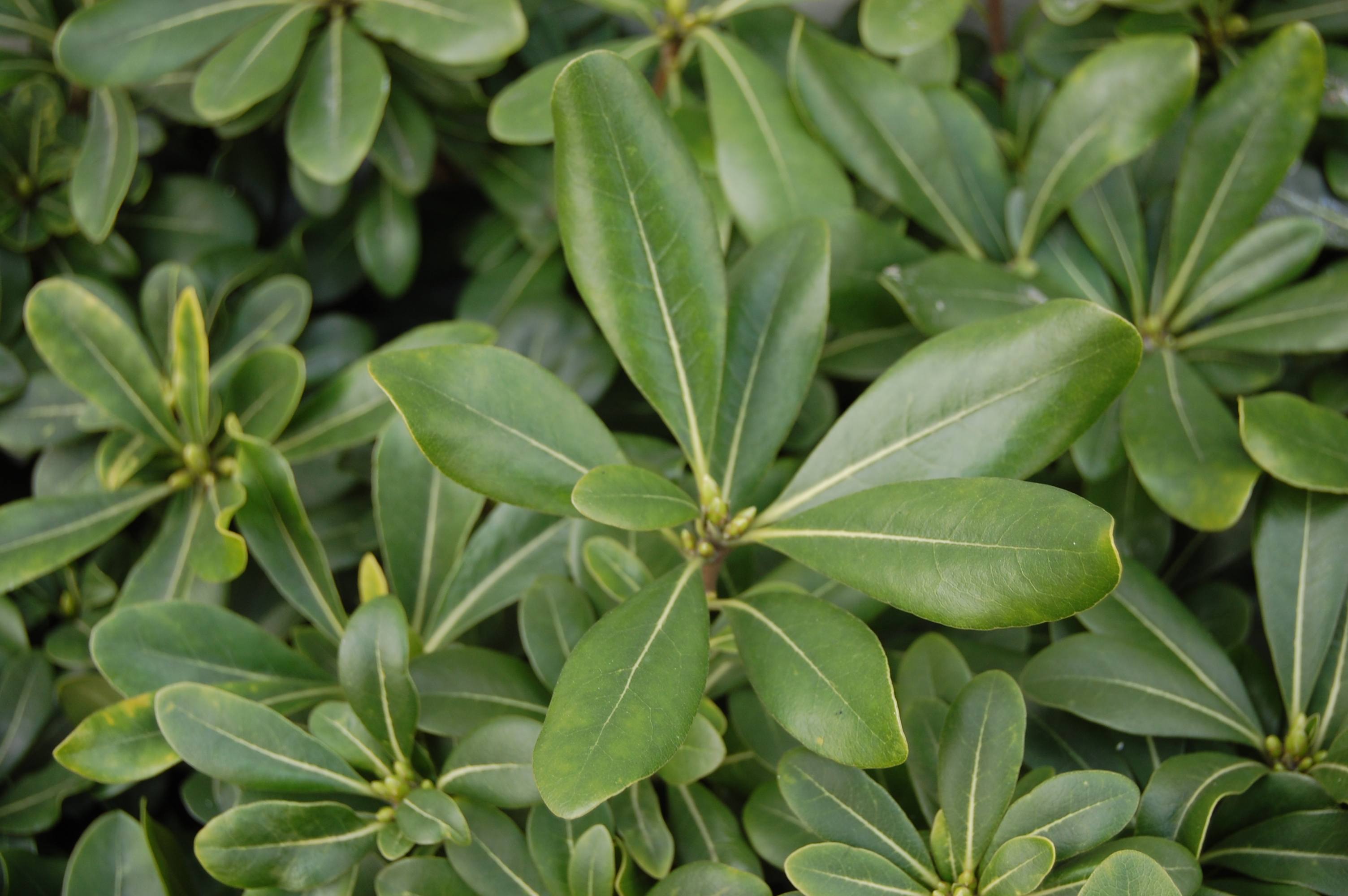 a_pittosporum