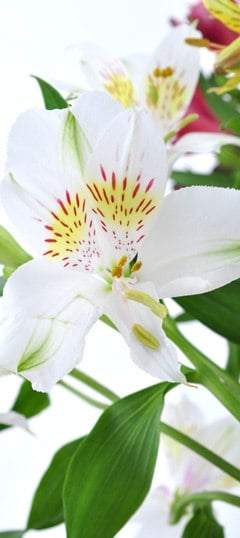 alstroemeria_white