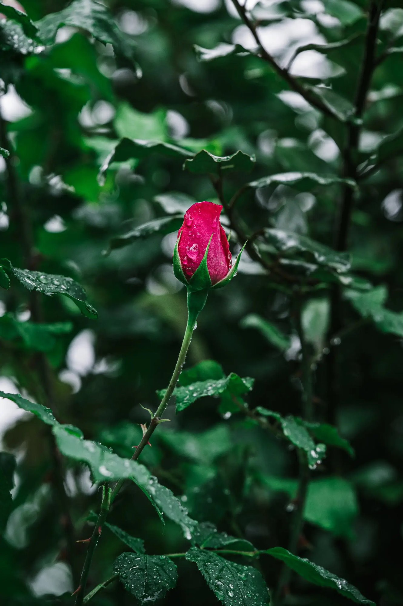 A single rose glistens in the rain, showcasing its beauty amidst the droplets, perfect for wholesale flower arrangements.