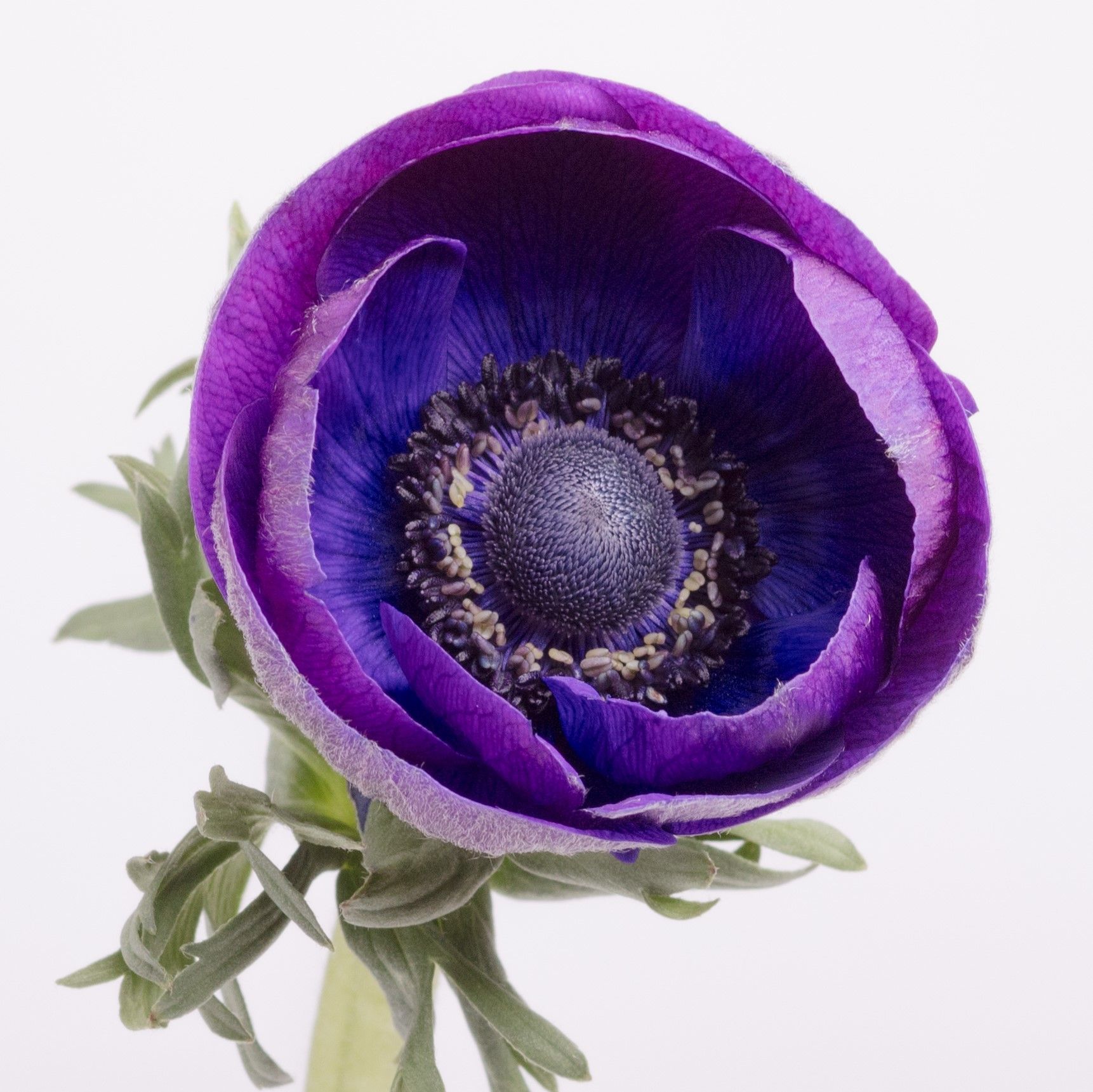 anemone grape - kopie