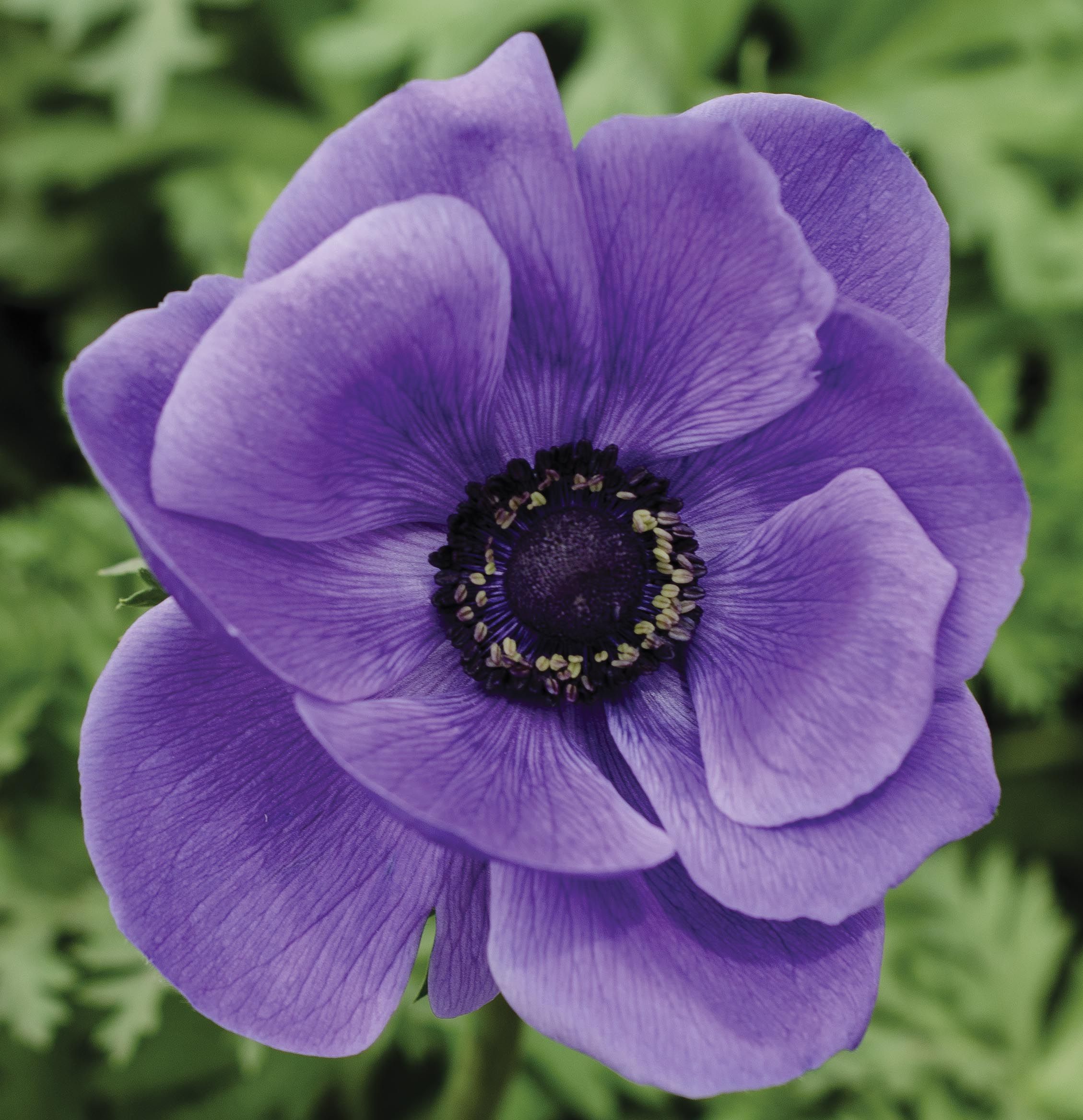 anemone_blue