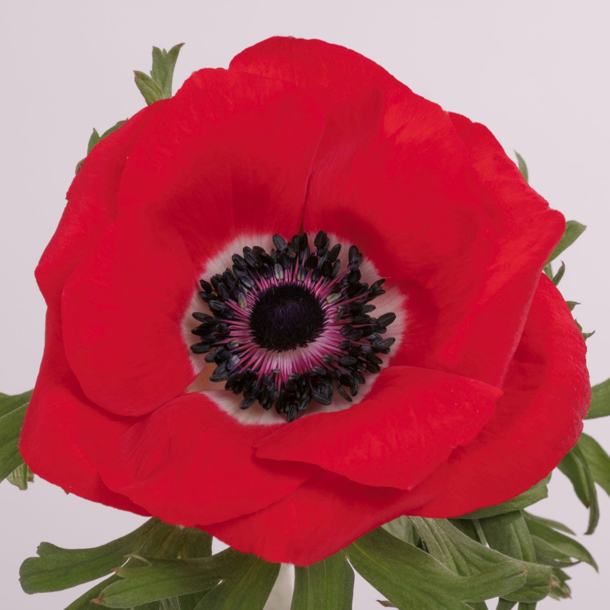anemone_red
