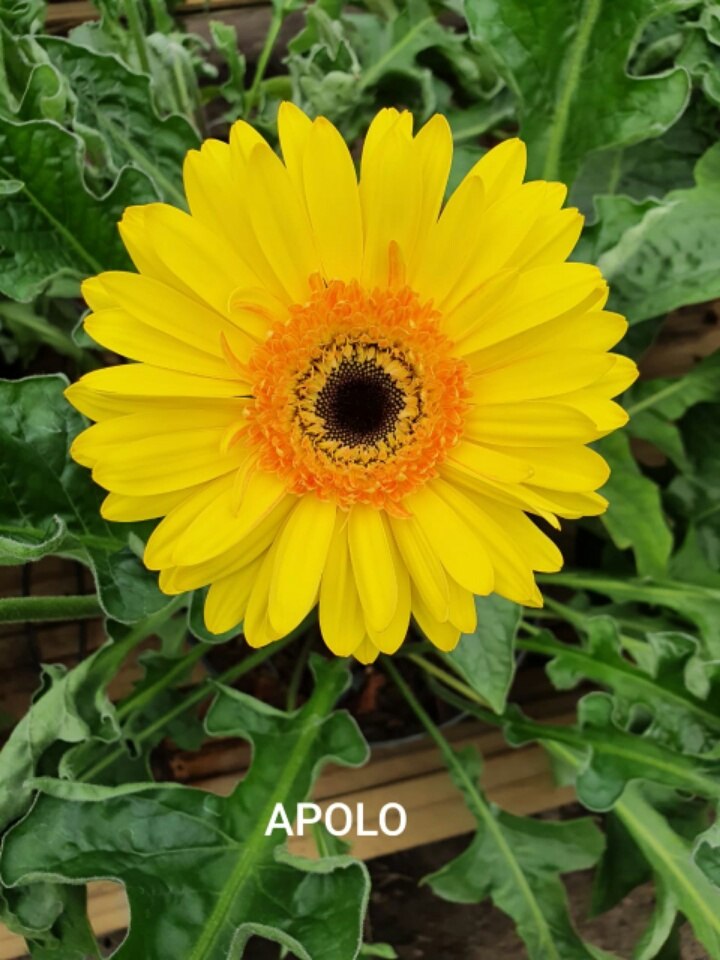 apolo_yellow