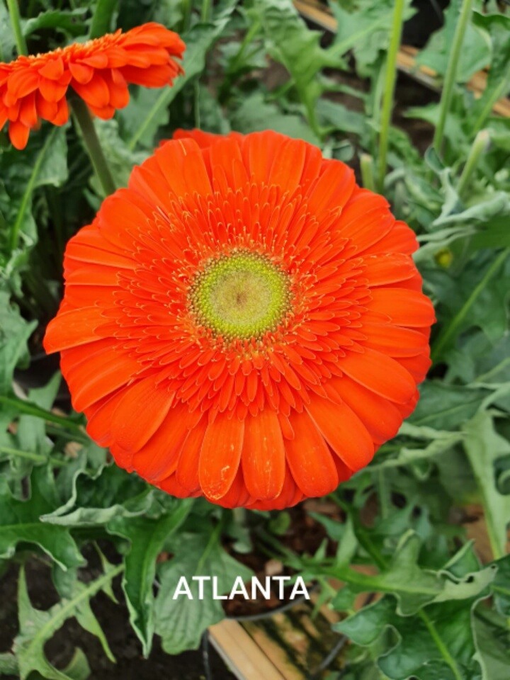 atlanta_red