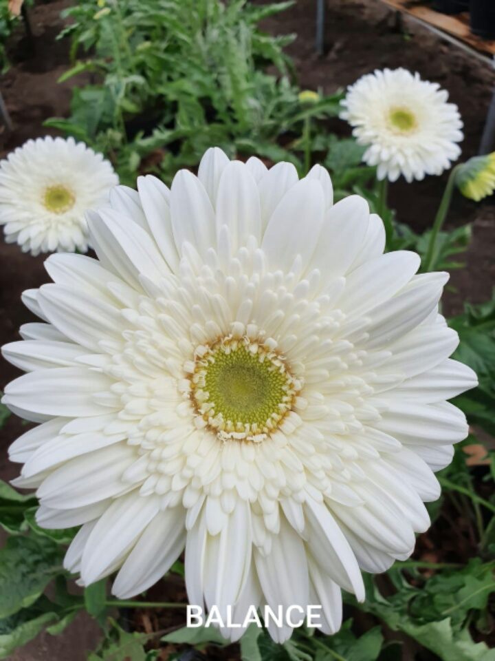 balance_white