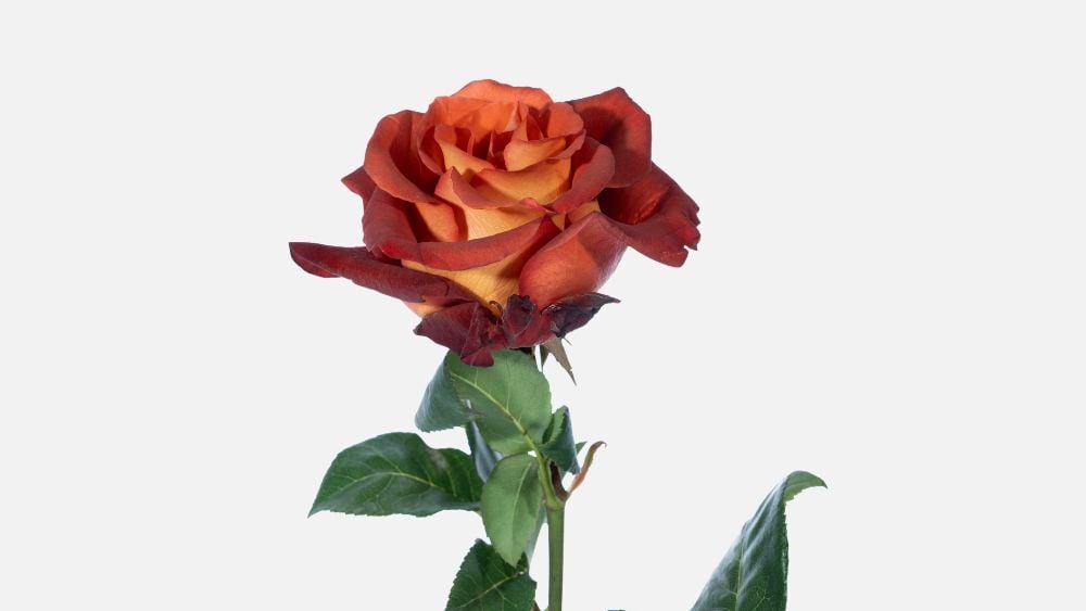 Coffee_break_rose_blog
