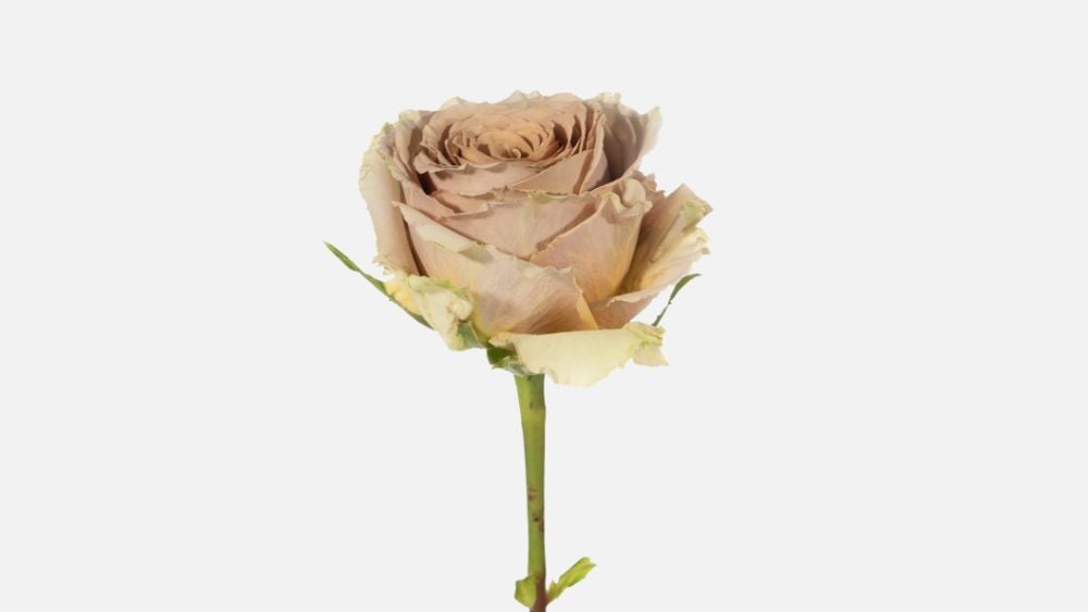 Teddys_Rose_blog