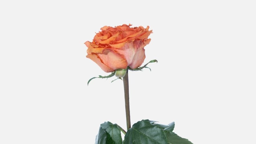 caramel_macchiato_rose_blog