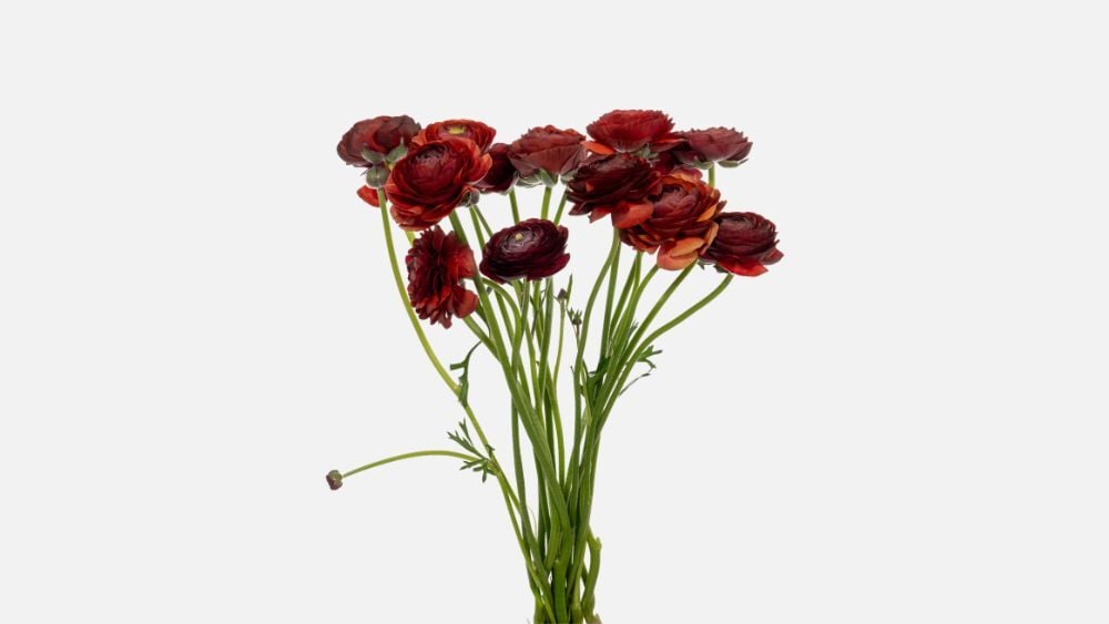 chocolato_ranunculus_blog