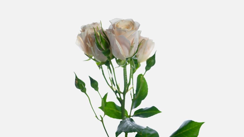earthy_spray_rose_blog