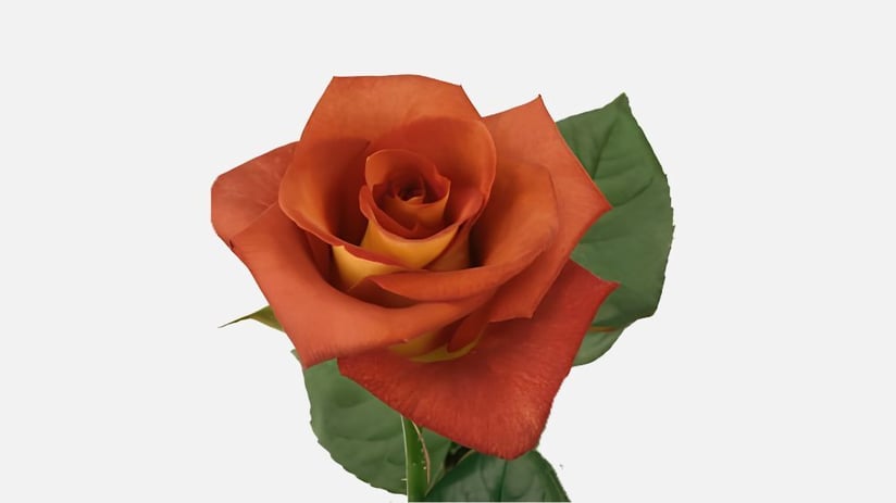 leonidas_rose_blog
