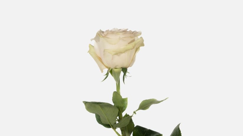 quicksand_rose_blog