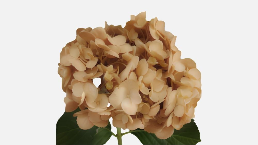 sand_select_tinted_hydrangea_blog