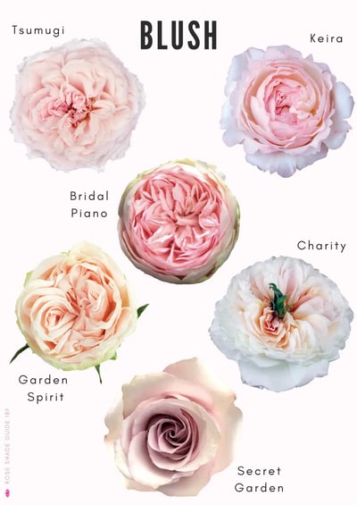Blush-Color-palette