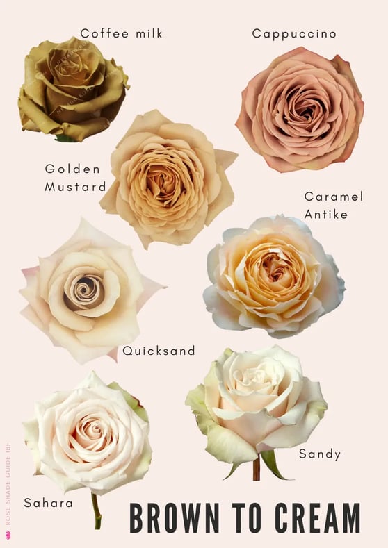 Brown-Cream-Color-Palette