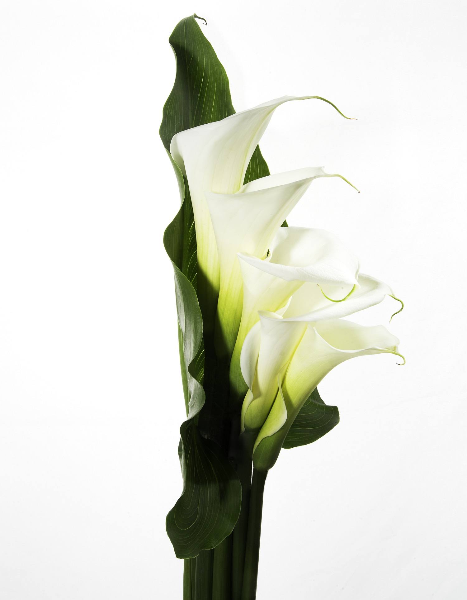 callas_Blanca_Follaje