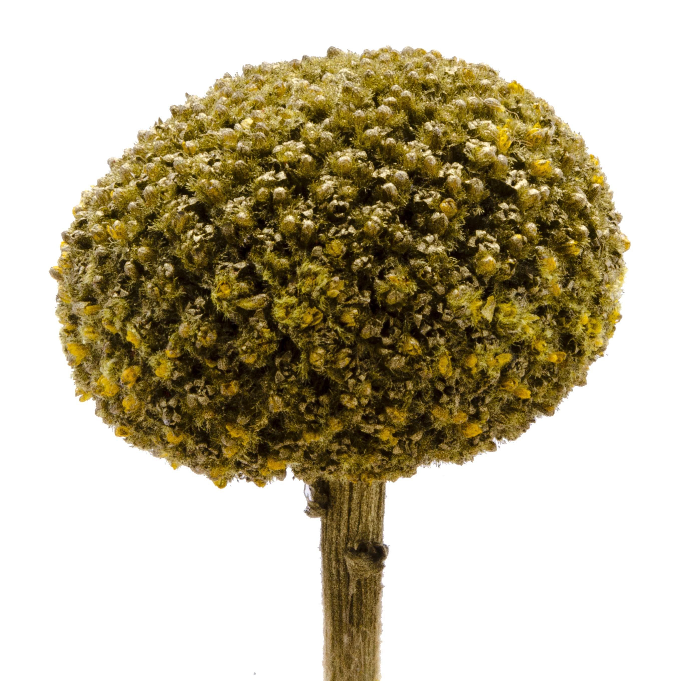 craspedia gold - kopie