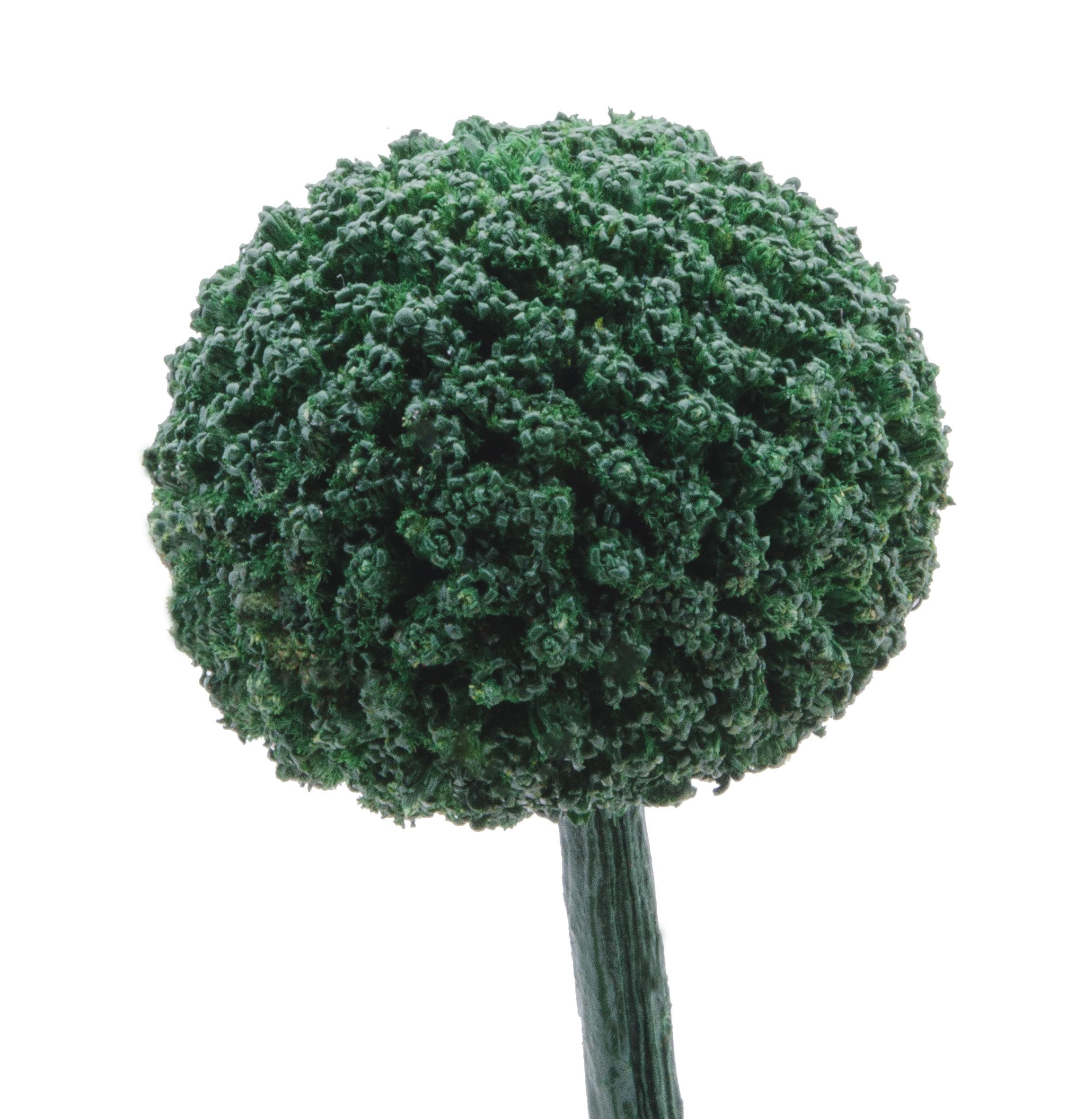 craspedia_green