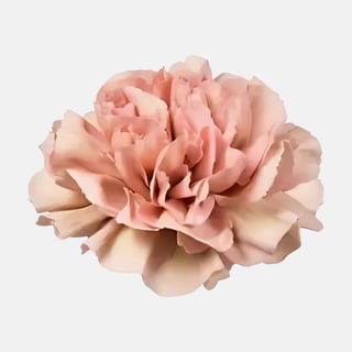 creola carnation