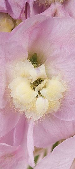 delphium_elatum_pinkriver