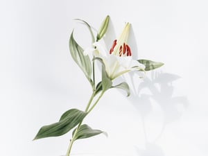Our Flower Assortment